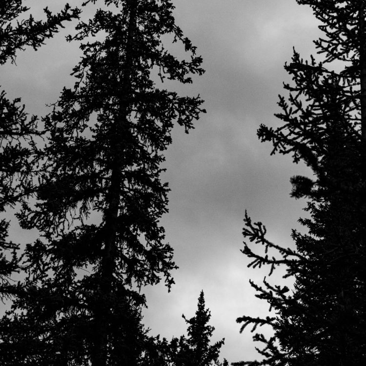 カナダの森を仰ぐ：ペイトー湖への道の途中で